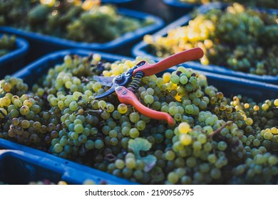 Green vine grapes with secateurs in the vineyard at harvesting season. Grapes for making wine in the harvesting crate. Detailed view of a grape vines in a vineyard in autumn, Hungary - Powered by Shutterstock