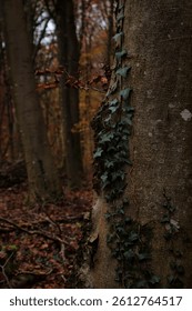 Green vine growing on the side of a tree in a German forest near Nennig on an autumn day. 