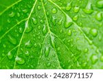 Green vine leaves with raindrops in a close up view