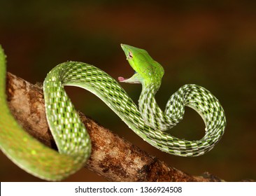 Perrotets Narrow Headed Snake Xylophis Perroteti Stock Photo 1023913723 