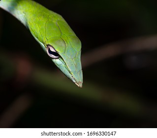 312 Long nosed green snake Images, Stock Photos & Vectors | Shutterstock