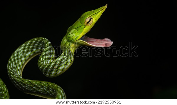 The Green\
vine snake is a mildly venomous snake. It is bright green dorsally,\
and yellowish-green ventrally and on the upper lip. The head is\
aerodynamically shaped and very\
pointy.