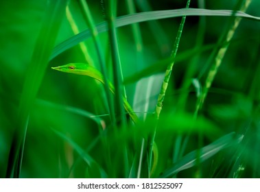 Green Vine Snake Natural Camouflage In Jungle