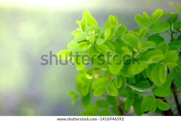 Green vine snake on greenleaves  tree branch ,head\
green snake on green leaf.\
