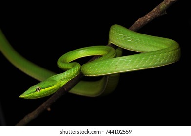 A Green Vine Snake (Oxybelis Fulgidus), Photographed On Barro Colorado Island, Panama