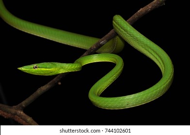 A Green Vine Snake (Oxybelis Fulgidus), Photographed On Barro Colorado Island, Panama