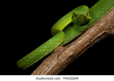 A Green Vine Snake (Oxybelis Fulgidus), Photographed On Barro Colorado Island, Panama