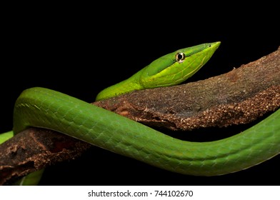 A Green Vine Snake (Oxybelis Fulgidus), Photographed On Barro Colorado Island, Panama