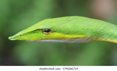 Green Vine Snake Welikanda Sri Lanka Stock Photo 1792361719 | Shutterstock