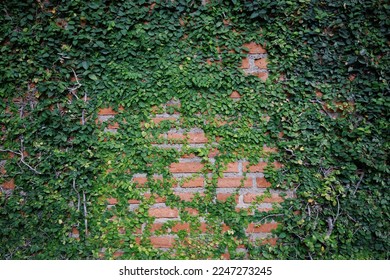 Green vine tree growth and climb on brick wall. Greenery plant wallpaper background. - Powered by Shutterstock