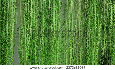 Green vines named Lee Kwan Yew or Vernonia Elliptica. Beautiful hanging vines as curtain creeper plant. Nature background, green plant texture, tropical leaves.