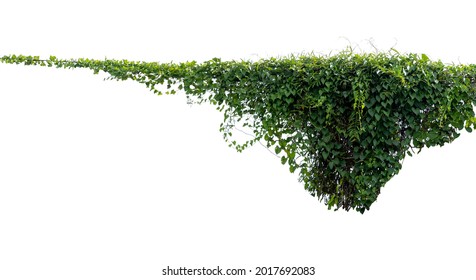 Green vines plant hanging a string isolated on white background. With copy space and clipping path. - Powered by Shutterstock