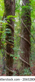 The Green Vines Wrapping Around Trees