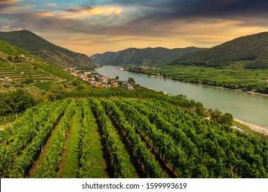 Green Vineyard Landscape In Wachau Valley With The River Danube And Town Spitz On A Sunset. Lower Austria.