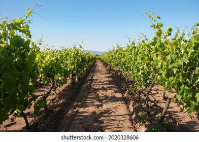 Green Vineyard. Lines Of Growing Leafy Vine.