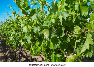 Green Vineyard. Lines Of Growing Leafy Vine.