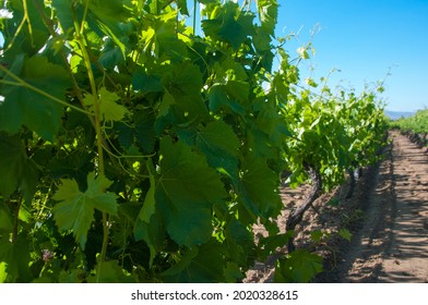 Green Vineyard. Lines Of Growing Leafy Vine.