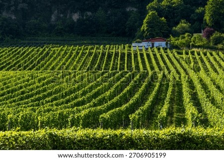 Green vineyard rows define the landscape, producing grapes under the sun