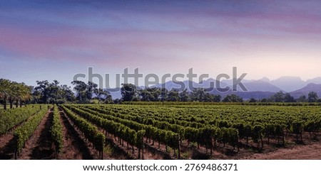 Green vineyard rows with mountains in background under colorful sunset sky