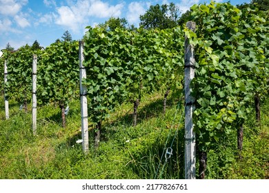 Green Vineyard Rows Of Vines In Switzerland, Europe. Sunny Summer Day, No People.