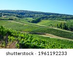 Green vineyards located on hills of  Jura French region ready to harvest and making red, white and special jaune wine, late sunmer in France