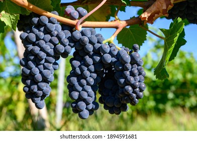 Green Vineyards Located On Hills Of  Jura French Region, Red Pinot Noir, Poulsard Or Trousseau Grapes Ready To Harvest And Making Red And White Wine, Close Up