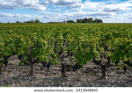 Green vineyards with rows of red Cabernet Sauvignon grape variety of Haut-Medoc vineyards in Bordeaux, left bank of Gironde Estuary, Margaux village, France, ready to harvest