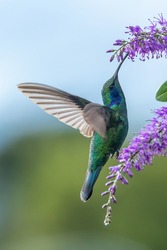 Green Violet-ear Hummingbird (Colibri Thalassinus) In Flight Isolated On A Green Background In Costa Rica