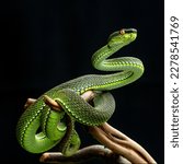 green viper snake in close up
