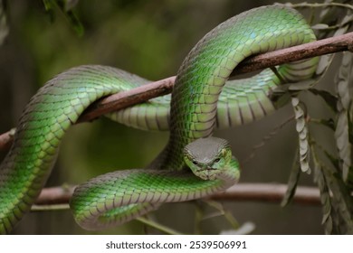 Green viper snake, Close-Up of a Green Snake Coiled on a Tree Branch in the Jungle - Powered by Shutterstock