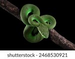 Green viper snake isolated on black, trimeresurus albolabris