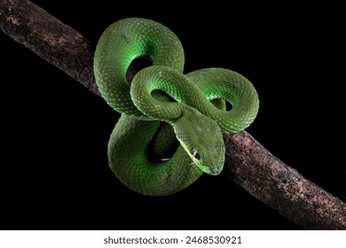 Green viper snake isolated on black, trimeresurus albolabris - Powered by Shutterstock