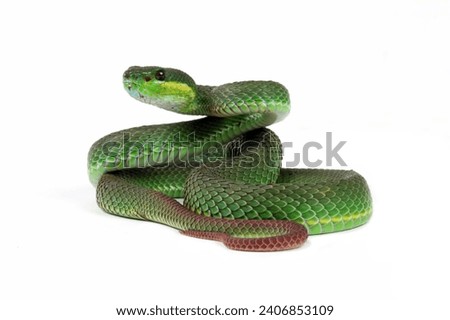 Green viper snake isolated on white, trimeresurus albolabris