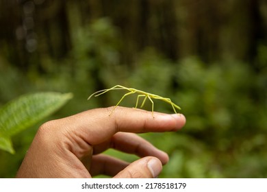 A green walking stick bug on top of a human hand - Shutterstock ID 2178518179