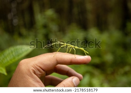 A green walking stick bug on top of a human hand