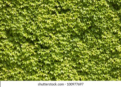 Green wall