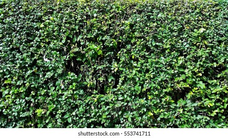 green wall