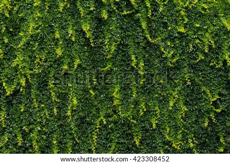 green wall