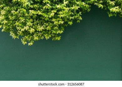 Green Wall Background With Foliage