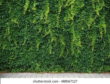 Green wall of climbing leaves. The background for the layout.