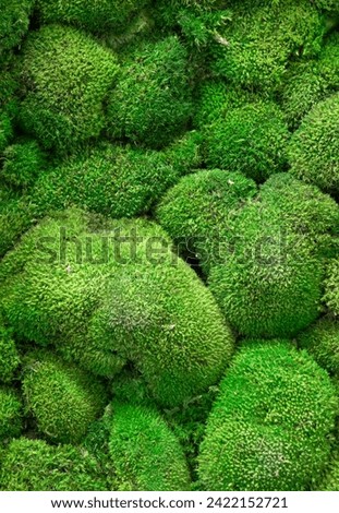 Green wall decoration made of natural moss