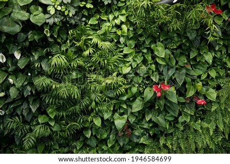 Green wall of different deciduous plants in the interior decoration.