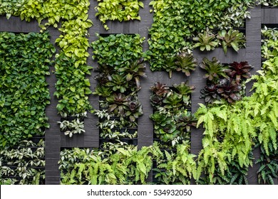 Green wall, eco friendly vertical garden 