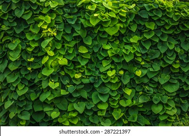 green wall nature plants background