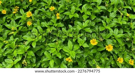 A green wall with tiny yellow flowers is a stunning natural feature that adds beauty and vibrancy to any space. The lush greenery provides a fresh and calming atmosphere for home or office decor.