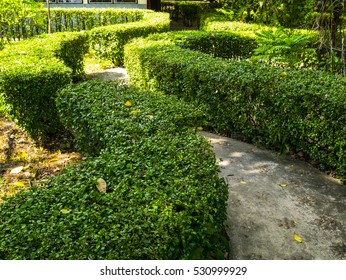 green wall tree background texture nature - Shutterstock ID 530999929