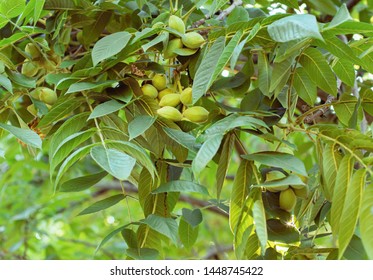 Green Walllnuts On Wallnut Tree