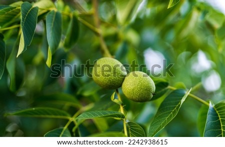 Green wallnuts on the tree. Some of wallnuts growing with leaves.