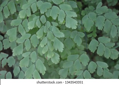 Green Wallpaper Type Adiantum Cuneatum Stock Photo 1343543351 ...