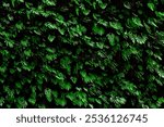 The Green Walls of Fern Canyon in California